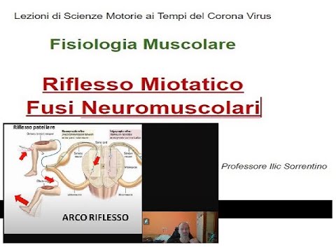 Fisiologia Muscolare - Riflesso Miotatico - Lezioni di Scienze Motorie ai Tempi del Corona Virus