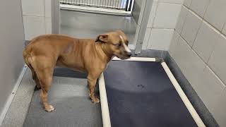 acs A672306