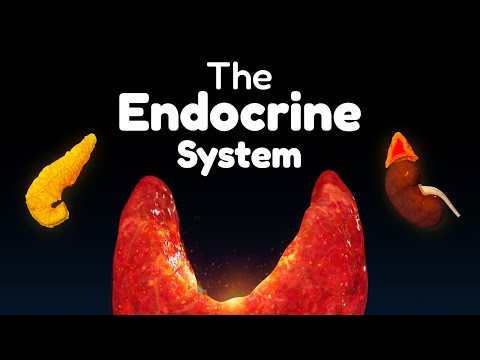 The Entire Endocrine System In 45 Minutes