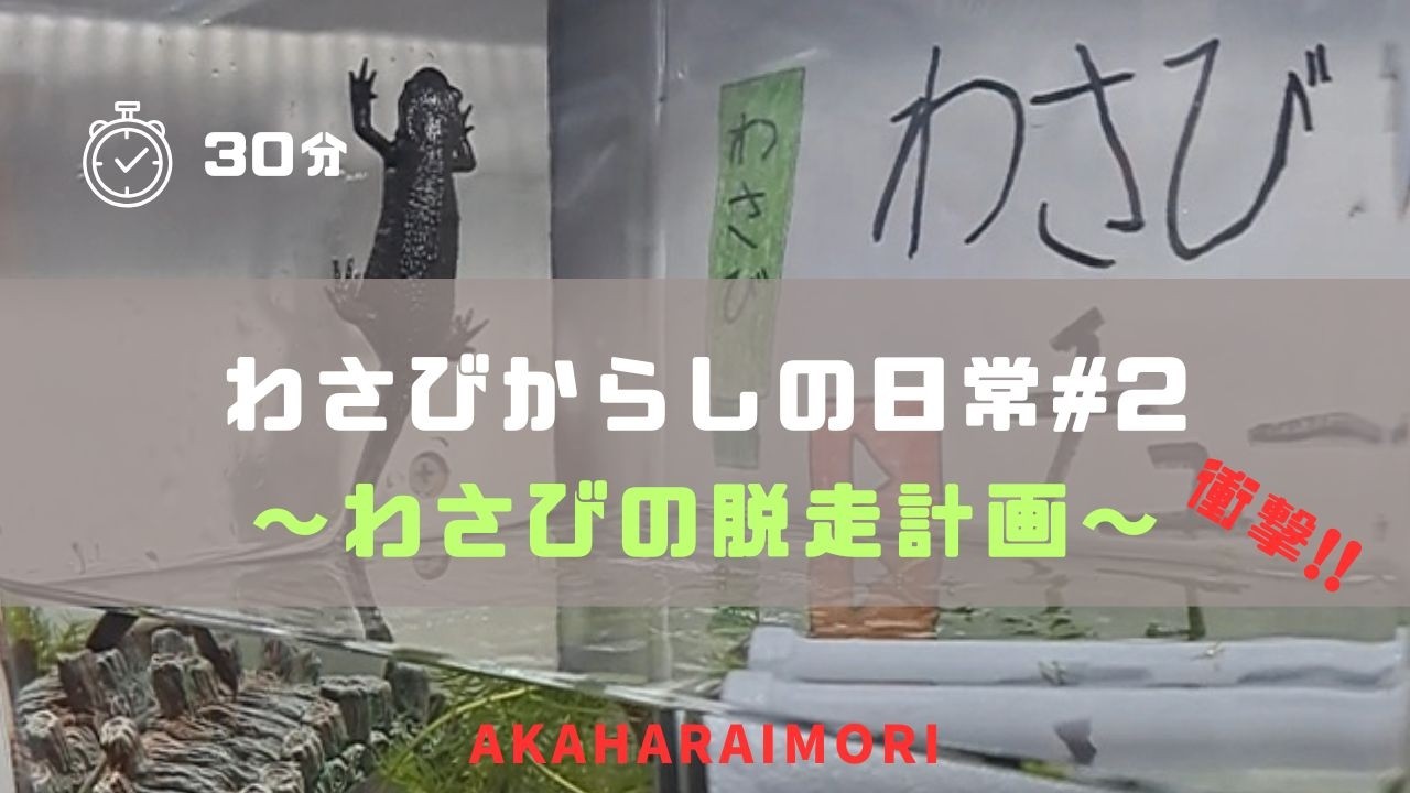 わさびからしの日常＃2～わさびの脱走計画～