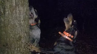 Learning The Hard Way/ UKC nite hunt
