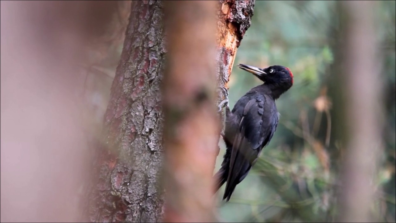 Black Woodpecker 7 27 2017 