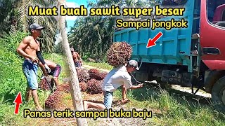 Muat buah sawit super besar saat cuaca panas - Auto mandi keringat