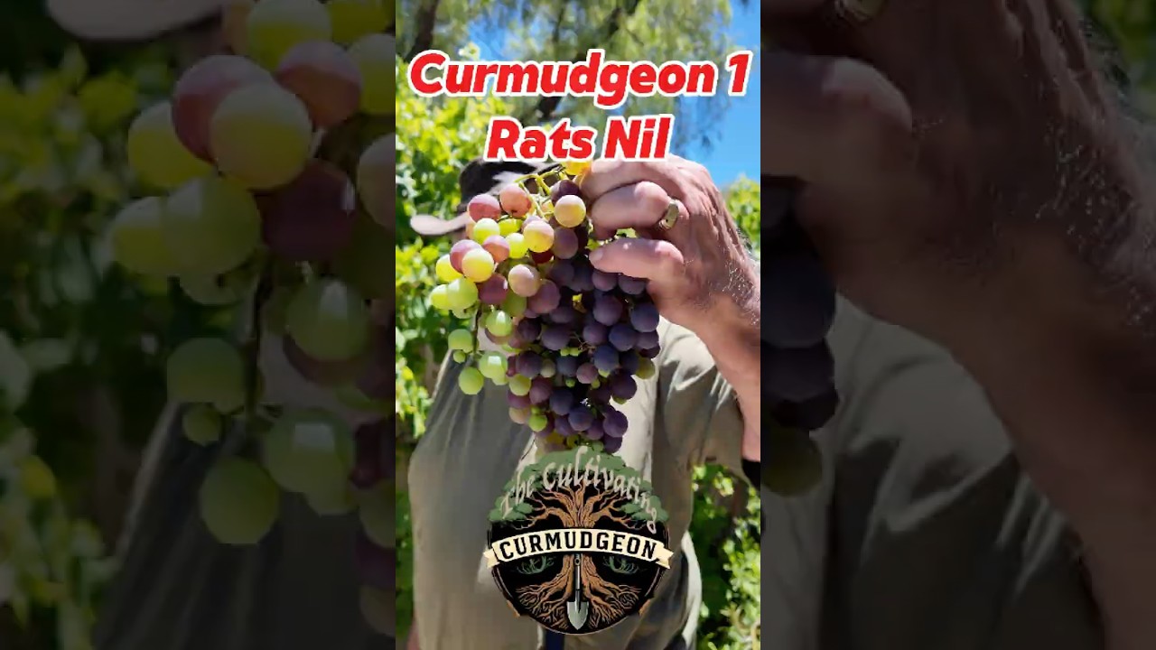 Ворчун 1, Крысы 0: Мой первый урожай винограда сорта «Султана»
