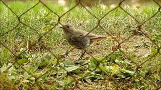 Žltochvost domový, Phoenicurus ochruros, Black Redstart