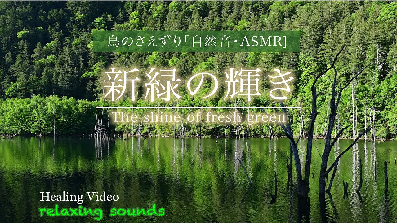 [癒しのBGM] 爽やかな朝 新緑の季節 透明感のある優しい自然音 - YouTube