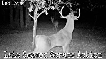 Big Buck Working A Scrape On December 13th (Deer Hunting 2019)
