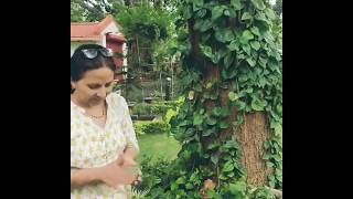 Mom rolling bangla paan (betel leaf ...