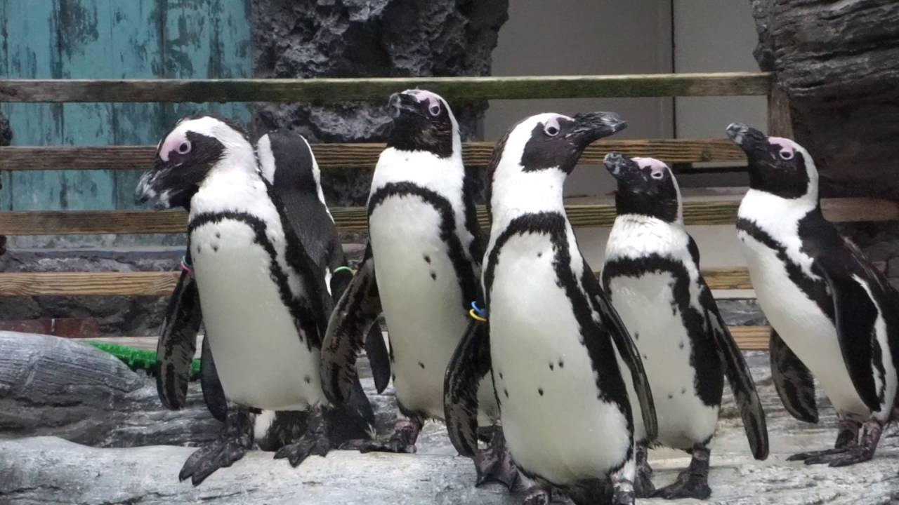 Singing PENGUIN♪ケープペンギンの鳴き声