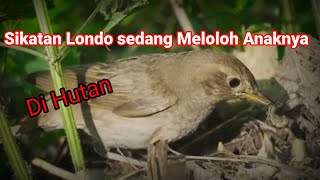 Penampakan Burung sikatan Londo di alam liar|| sedang meloloh anaknya