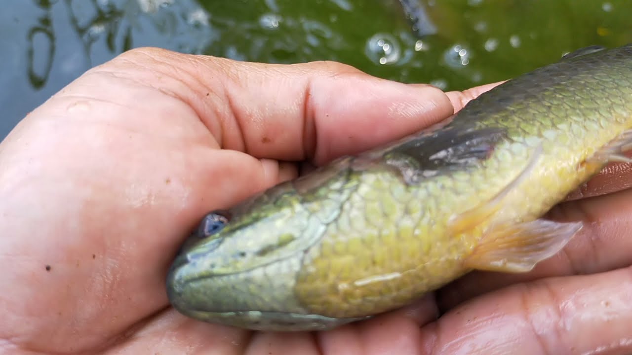 Ⓜ️Tắm Muối Sát Khuẩn Cho Cá Rô Nhím 2 Tháng Nuôi || Khi Nào Thì Mới Thay Nước 100% Lượng Nước Ao #4