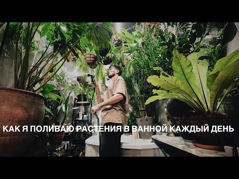 Как я поливаю свои растения в ванной комнате каждый день