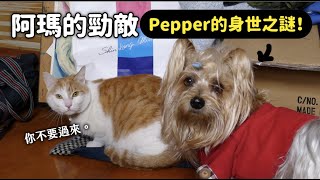 阿瑪的勁敵Pepper的身世之謎狸貓老家的狗