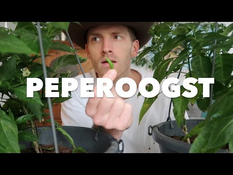 Video: Peperoogst