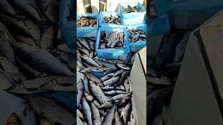 Сиг Дуреет Норвегия, Озеро Engeren.