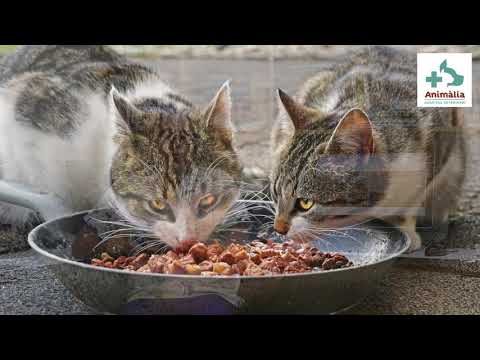 Video: Cómo Tratar El Herpes En Un Gato