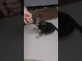 Molli (si anak guguk lucu)