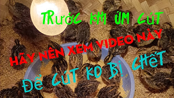 Hãy Nên Xem Video Này Trước Khi Úm Cút 1 Ngày tuổi ..!!!