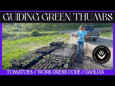 PLANTING TOMATOES / WORK DRESS CODE / WATERING PLANTS