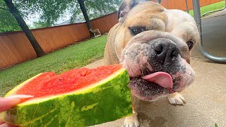 MY DOG eats a WHOLE WATERMELON! by LOLA The Bulldog 56,299 views 9 months ago 4 minutes, 51 seconds