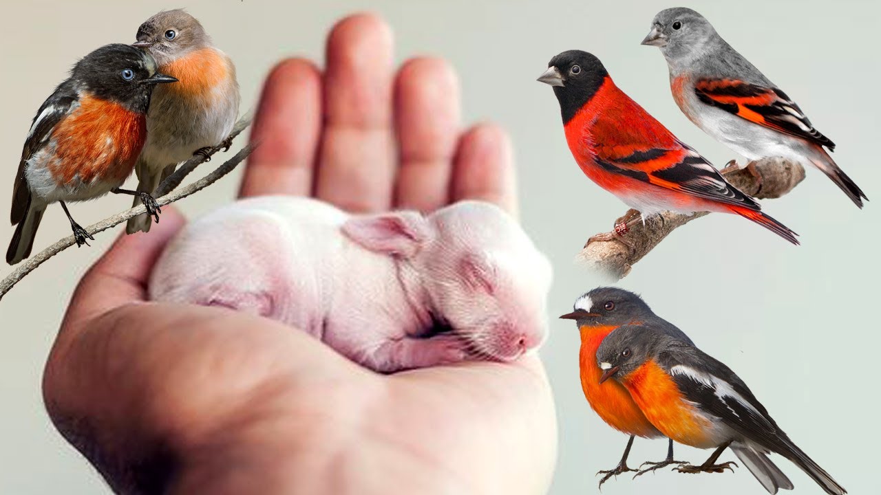 Rabbit baby | finches colony progress | Khargosh ke bache | pets vlog ...