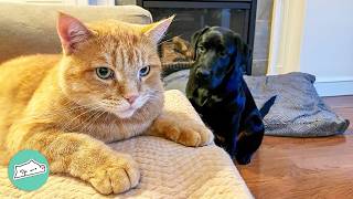 Two Bossy Cats Rule the House Until Puppy Changed Everything | Cuddle Buddies