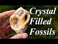 Calcite Crystal Filled Fossils! Digging for Gorgeous Crystal Filled Clams and Whelks!