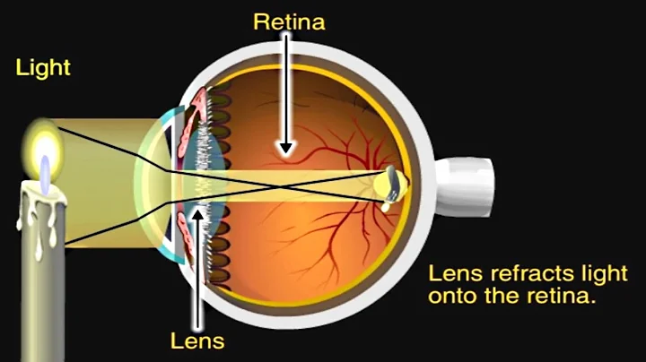 How the Eye Works Animation - How Do We See Video - Nearsighted & Farsighted Human Eye Anatomy - DayDayNews
