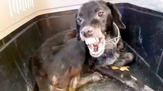 Aggressive Dog Chained His Entire Life Is Finally Rescued | The Dodo