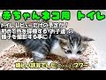 【母猫は1歳】子猫が子ネコを育てる！ #10 赤ちゃんネコ用のトイレ紹介だけの予定が、嬉しい誤算ｗ