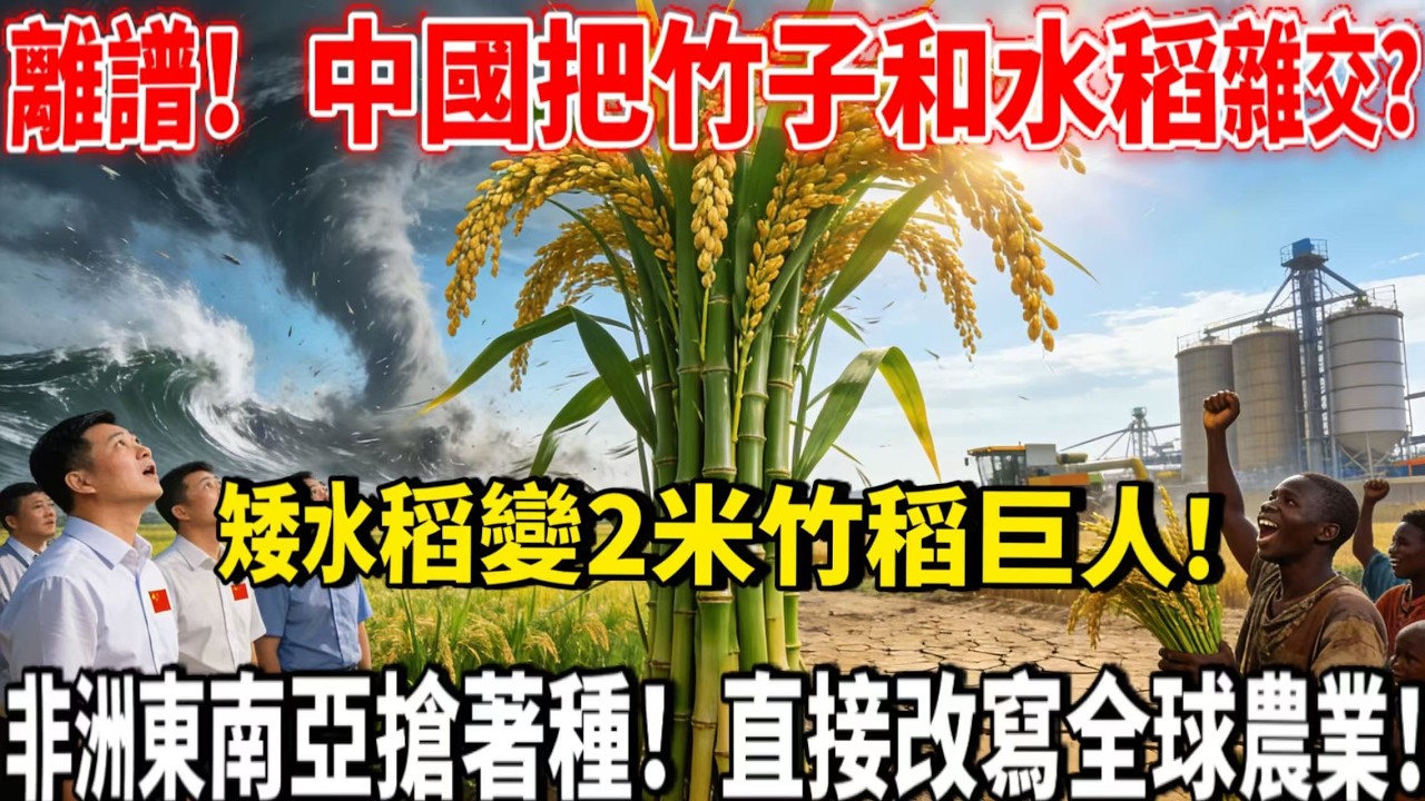 西方專家直呼不可能！中國把竹子和水稻雜交了，矮水稻變2米竹稻巨人！抗颱風耐乾旱，畝產翻倍救了數億飢民，直接改寫全球糧食規則！#中國竹稻震驚世界 #中國農業領先全球 #竹稻雜交逆天技術
