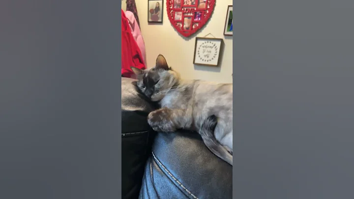 Watch the video about Money talks ft. Sapphire the Siamese cat #cat #funny #cute #kitten #kitty #viralvideo