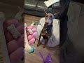 Dog owner shows difference between treat for her small chihuahua vs big Doberman Pinscher