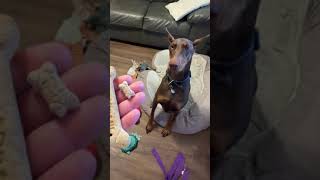 Dog owner shows difference between treat for her small chihuahua vs big Doberman Pinscher