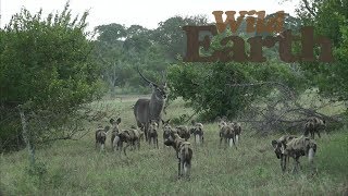 WildEarth - Sunset Safari - 19 March 2020