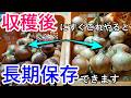 取り急ぎ、玉ねぎを収穫したらこれをやると長期保存できます｜家庭菜園でも8〜10か月持たせる“簡単貯蔵テク”を実演解説！