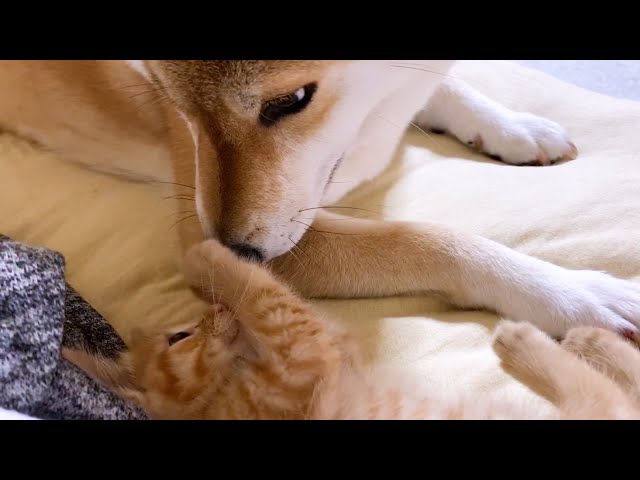 柴犬ママと子猫の癒しを見てあることに気付いた柴犬パパ