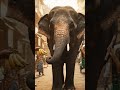 Kindness & Unity — A Crowd Feeds an Elephant in Mumbai