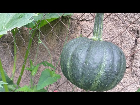 Vídeo: O que é abóbora calabaza: informações sobre o cultivo de plantas de abóbora calabaza