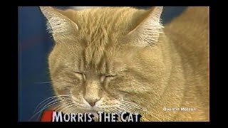 Morris the Cat Interview (September 17, 1987)