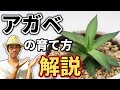 【アガベの育て方】初心者でも簡単なオシャレでインテリアにぴったりな多肉植物です！