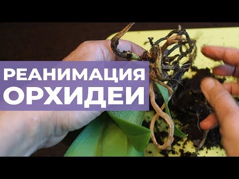 У орхидеи гниют корни. Пересадка орхидеи с гнилыми корнями