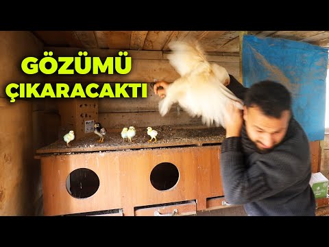 AZ Kalsın Gözüm ÇIKIYORDU ! Gurk Tavuğu Civcivlerini Vermek İstemedi - Yumurta Toplama - Çiftlik