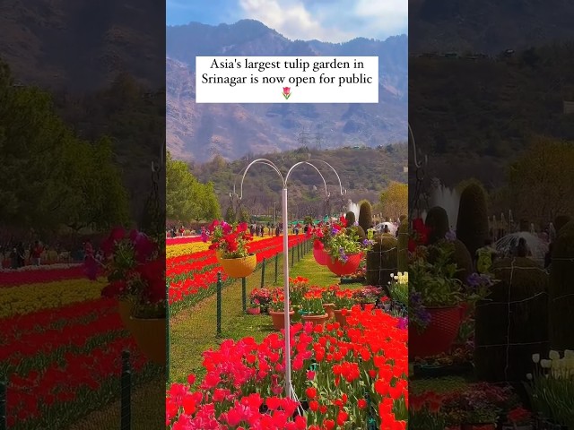 Tulip garden 🌷 #nature #song #kashmir #tourism #viral #shorts class=