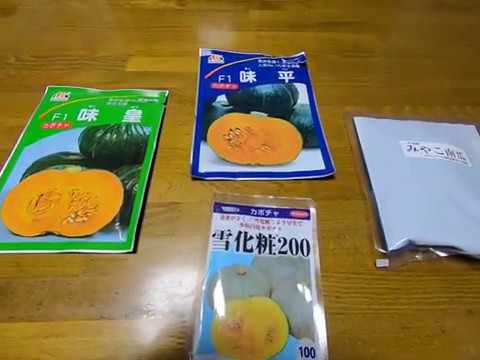 Pumpkin varieties and planting times for each variety - YouTube