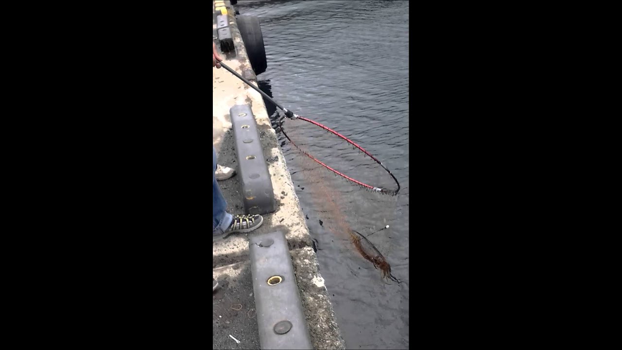 ヤエン アオリイカ釣り 熱海 Youtube ヤエン アオリイカ釣り 熱海 Youtube