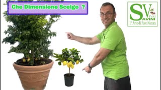 Come scegliere le dimensioni della pianta di Agrumi