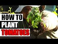 Planting tomatoes  the complete guide