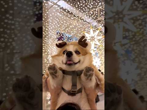 コーギーさん見て癒やされたら寝ろwww #動物 #コーギー #イヌ