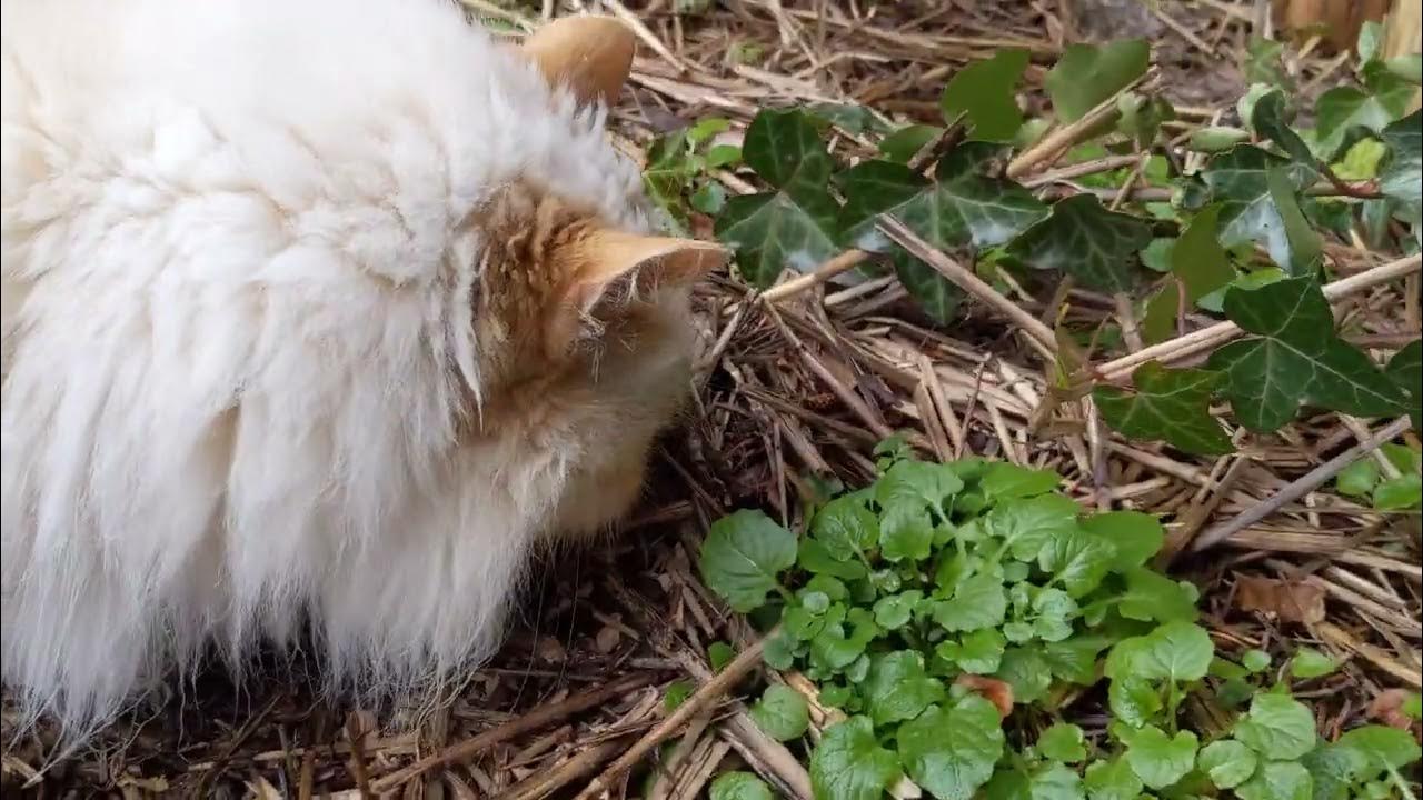 our cat eating poop YouTube